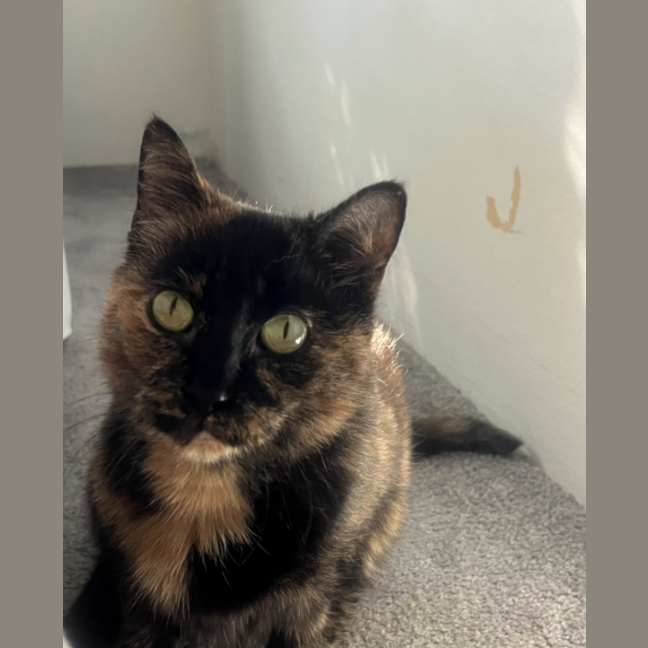 Photo of Wiggles