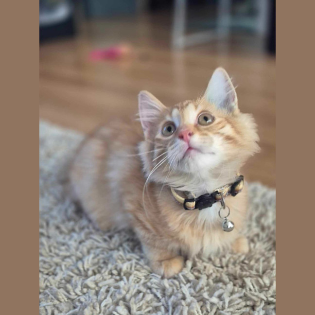 Photo of Ging