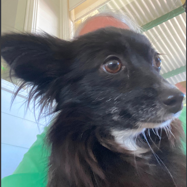 Photo of Tinkerbelle 