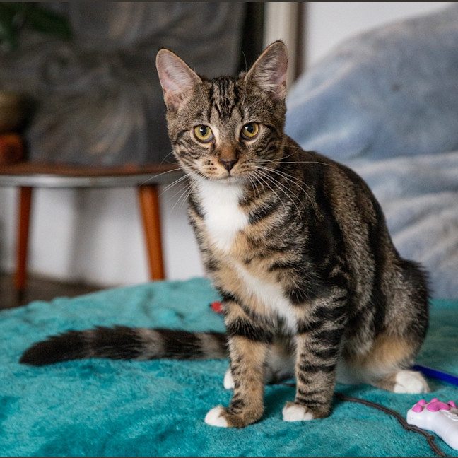 Photo of Banjo