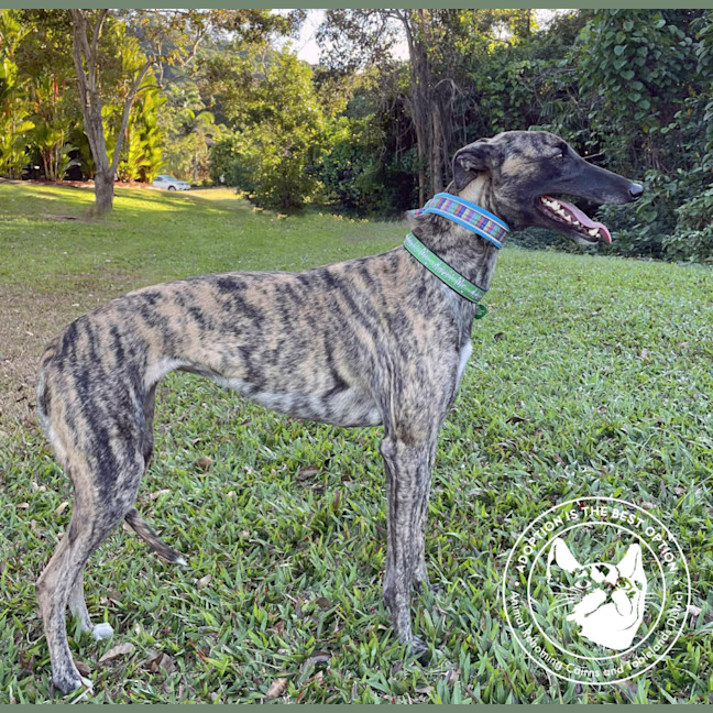 Photo of Meg (Little Meg)