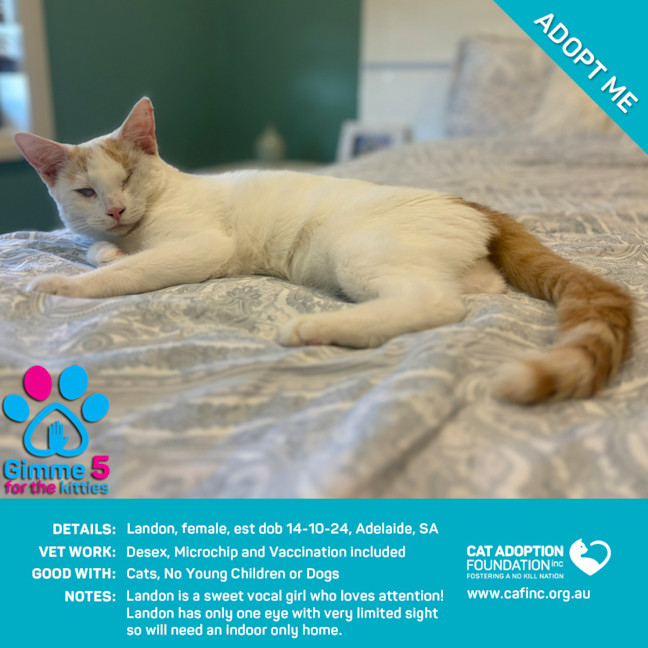 Photo of Landon Just $120 Fully Vetted!