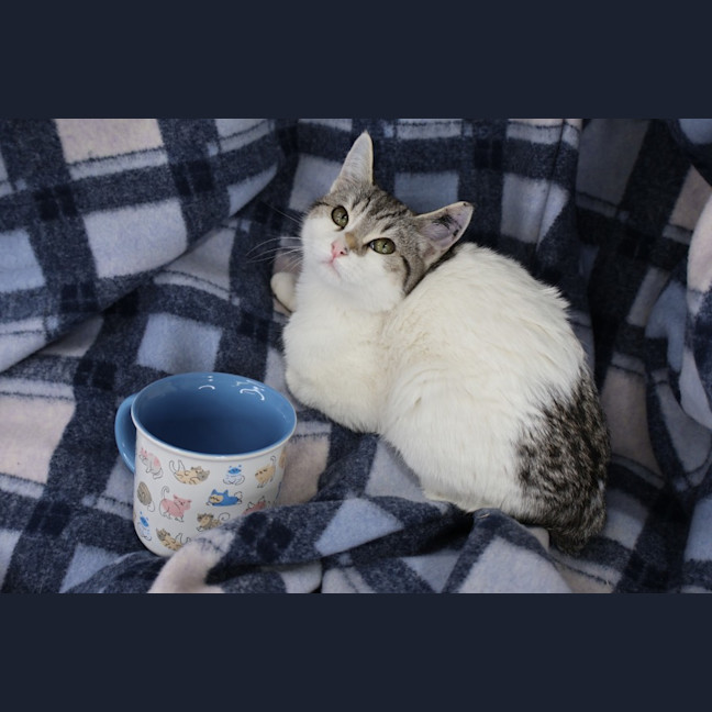 Photo of Rhinestone