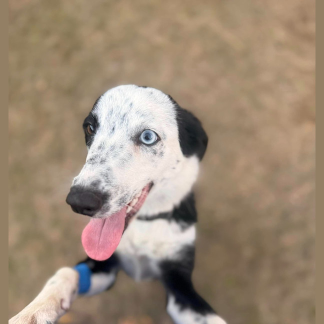 Photo of Willow