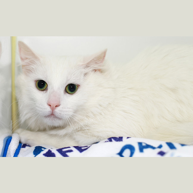 Photo of Snowflake
