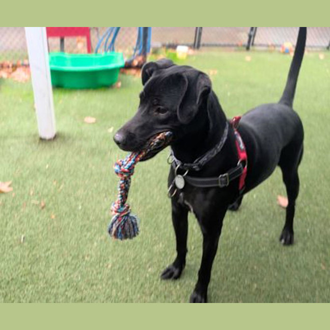 Photo of Sherlock Bones