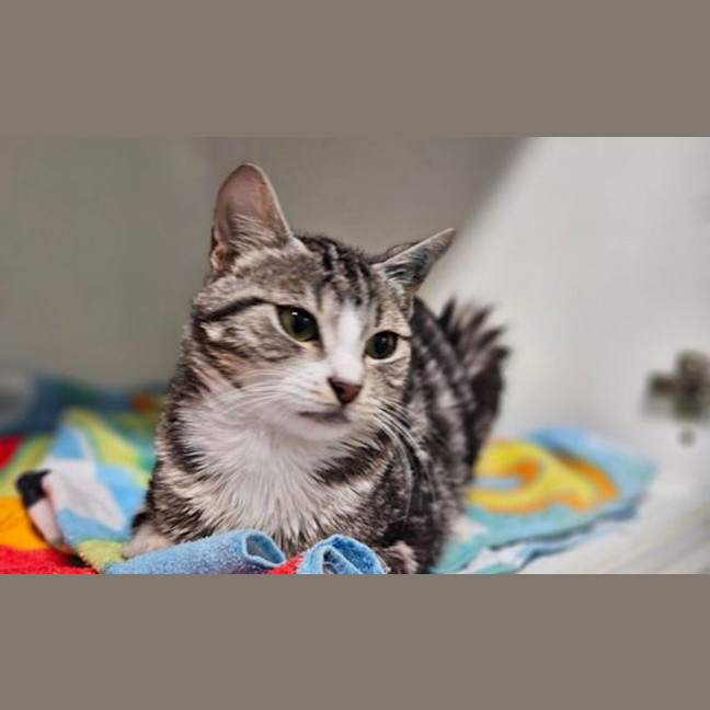 Photo of Pebbles
