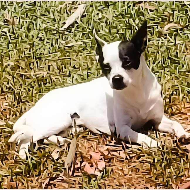 Photo of Billie   4 Year Old Chihuahua