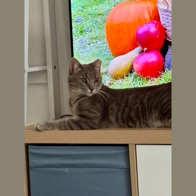 Photo of Blueberry