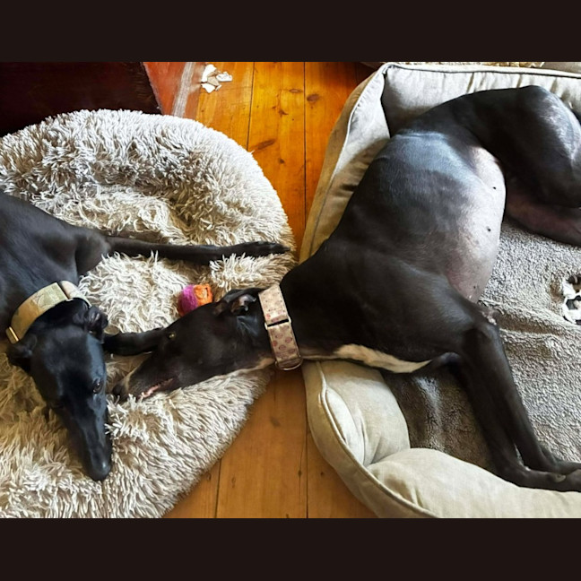 Photo of Candy, The Greyhound