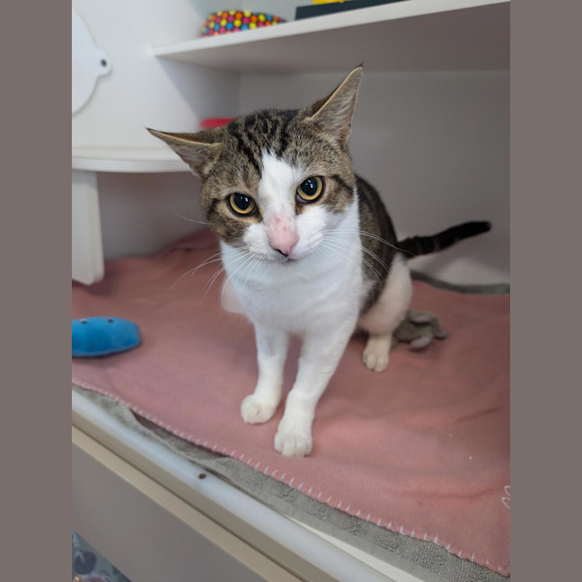 Photo of Pirate