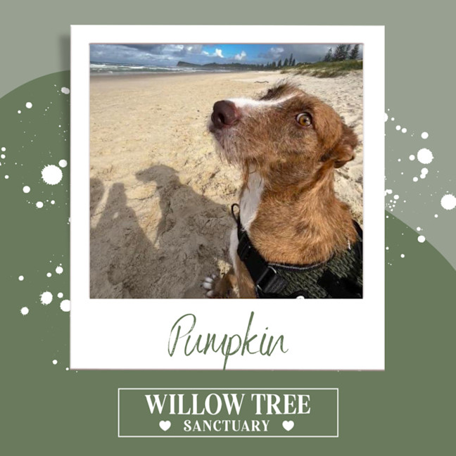 Photo of Pumpkin