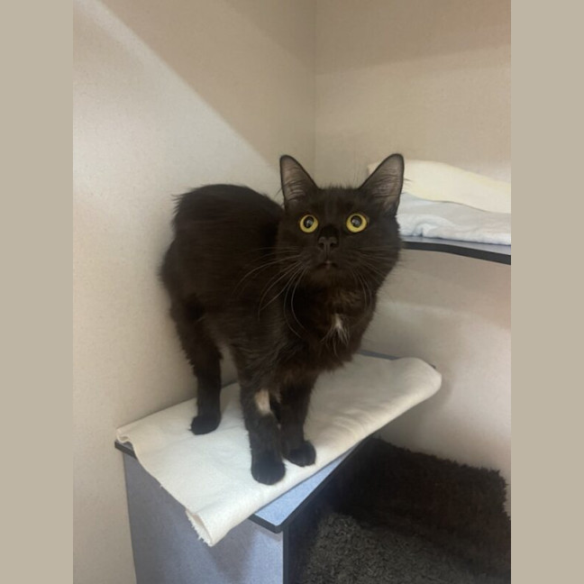 Photo of Soot Sprite