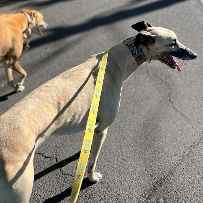 Photo of Buddy The Greyhound