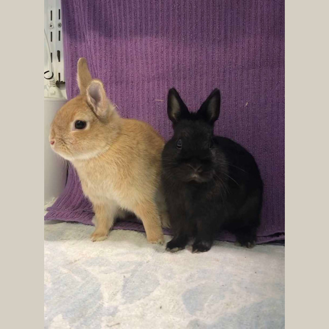 Photo of Kloe & Grim