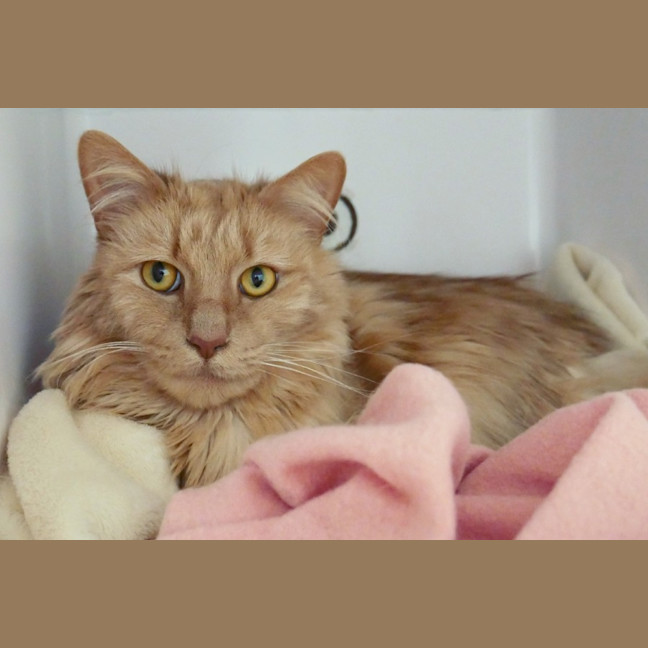 Photo of Simba Sua012968