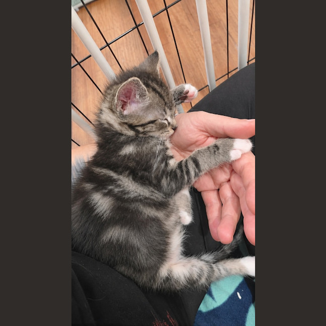 Photo of Remy