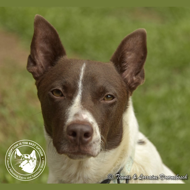 Photo of Koda