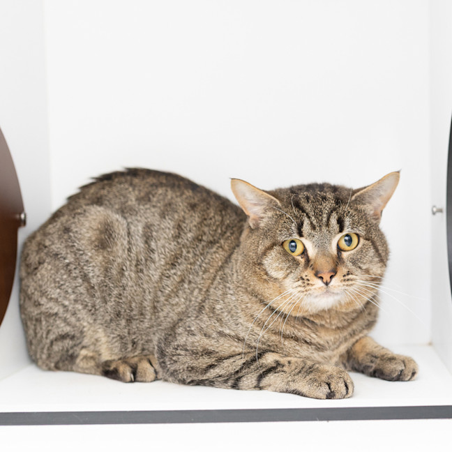 Photo of Rigby