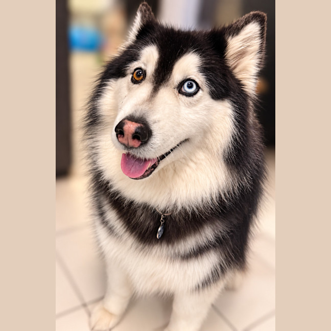 Photo of Nymeria