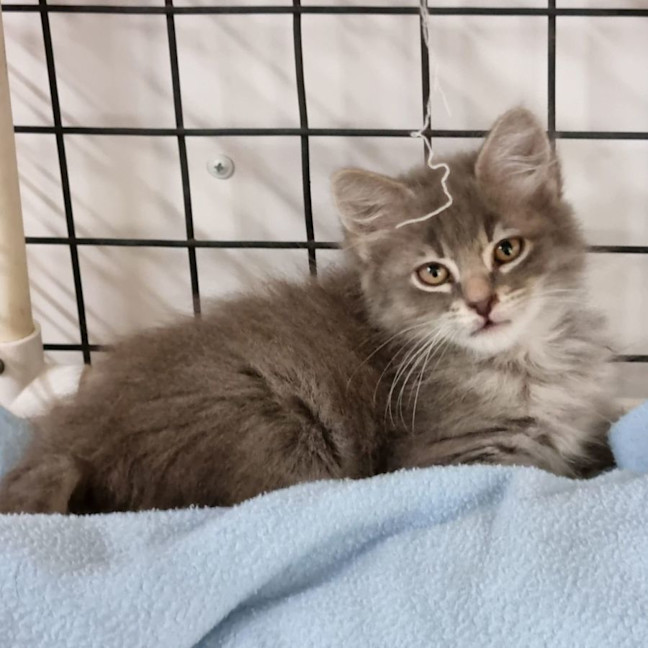 Photo of Bennie & The Jets