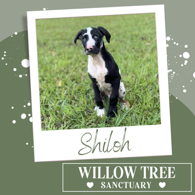 Photo of Shiloh