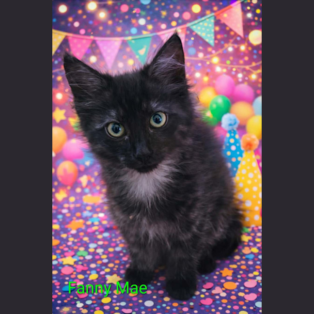 Photo of Fanny Mae Meet Me@Petstock Keysborough Store 