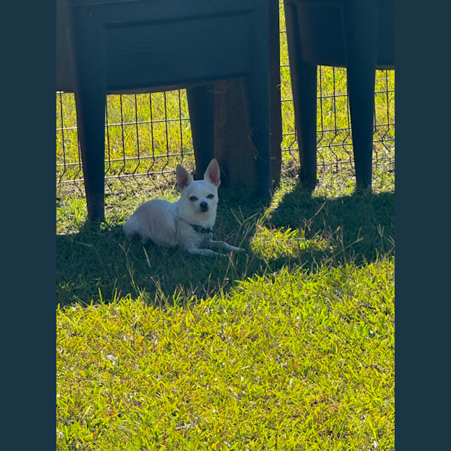 Photo of Chloe & Pepe