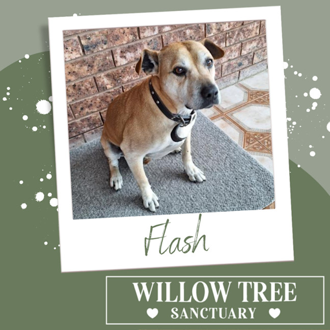 Photo of Flash
