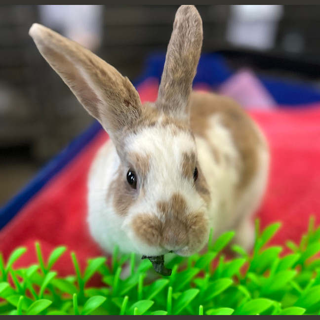 Photo of Penny Loafer (Bonded With Sandy)