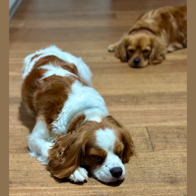 Photo of Timmy & Tessa