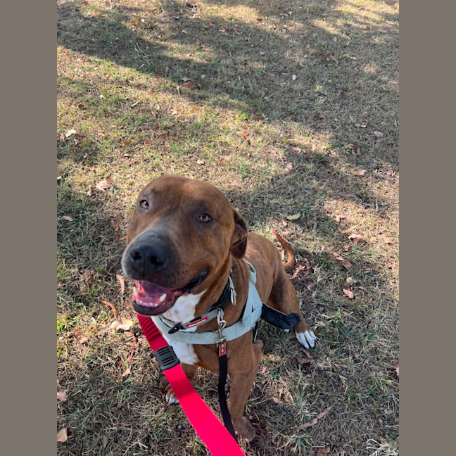 Photo of Mojo