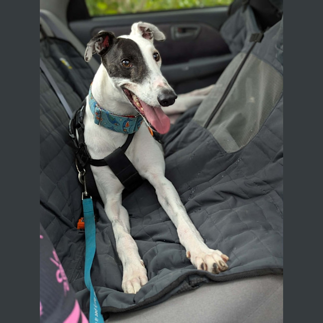 Photo of Patch, The Greyhound