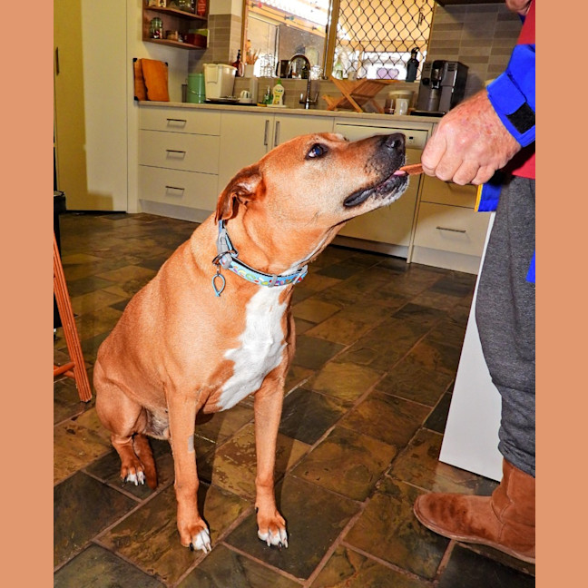 Photo of Maverick