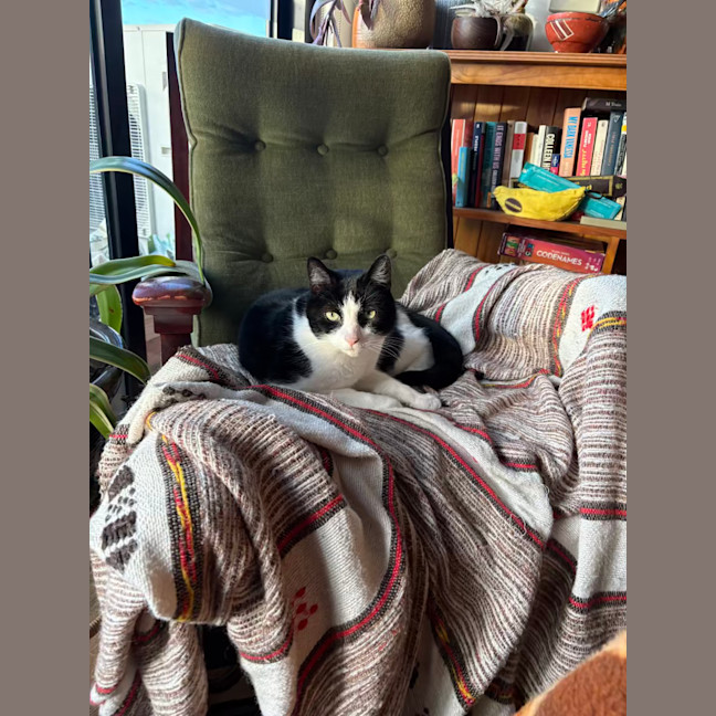 Photo of Bello The Super Smooch