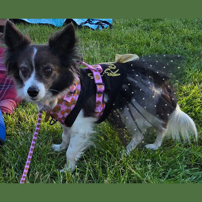 Photo of Littles
