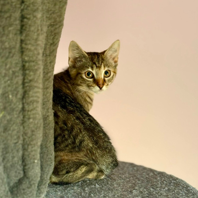 Photo of Amelia   In Foster Care In Templestowe