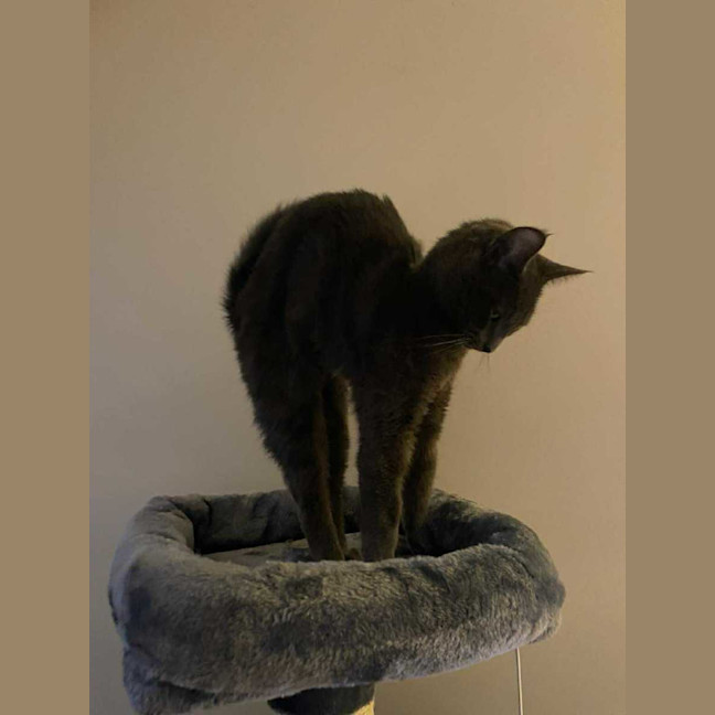 Photo of 🩶 Nico 🩶