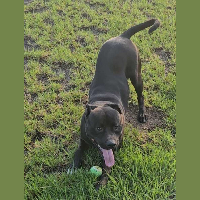 Photo of Zeus Imp 660