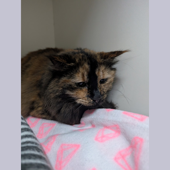 Photo of Mooncake