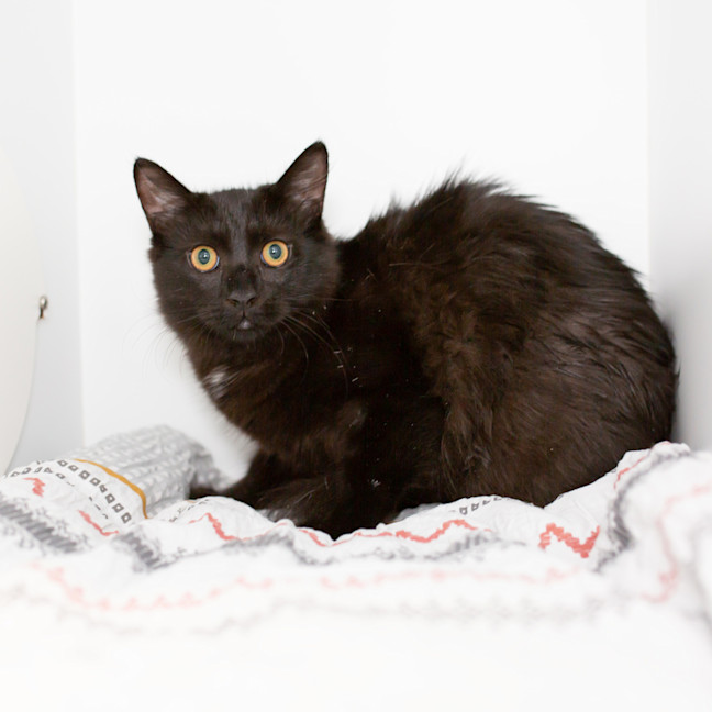 Photo of Cooper