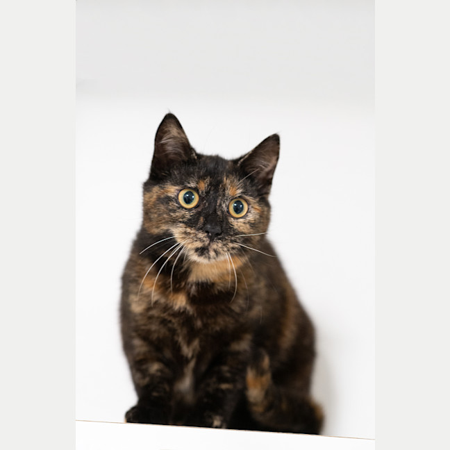 Photo of Coco