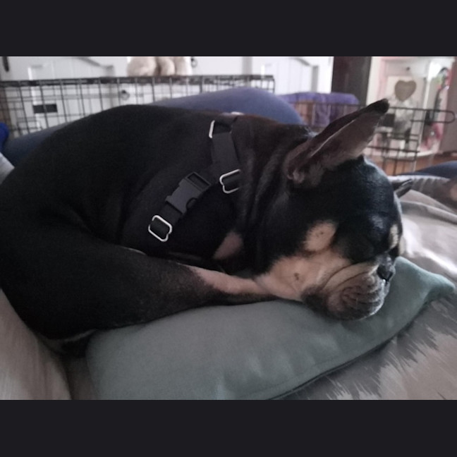 Photo of Jolie