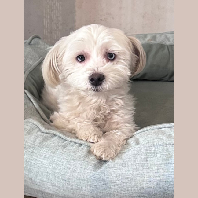 Photo of Snowflake