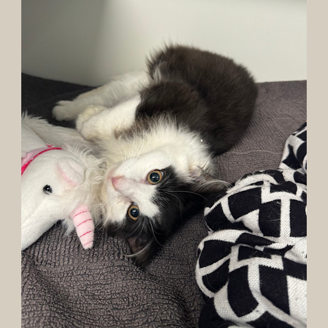 Photo of Snoopy 