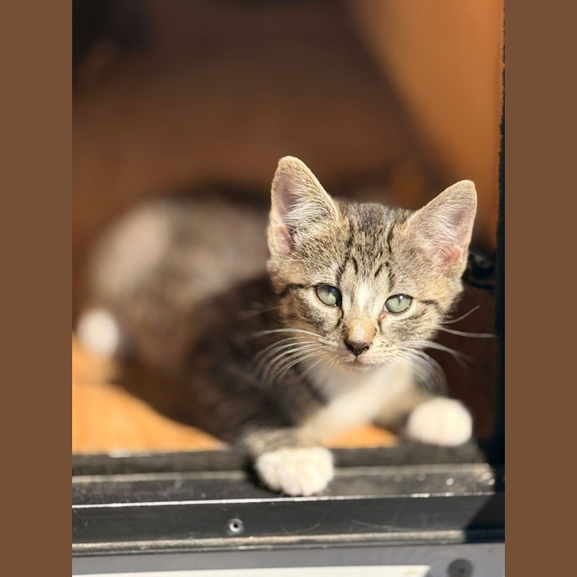 Photo of Dot