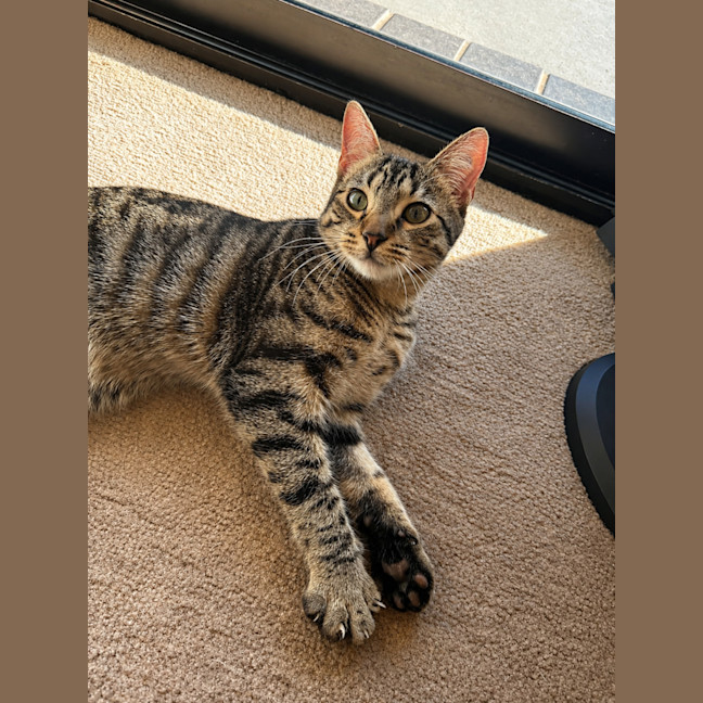 Photo of Opal