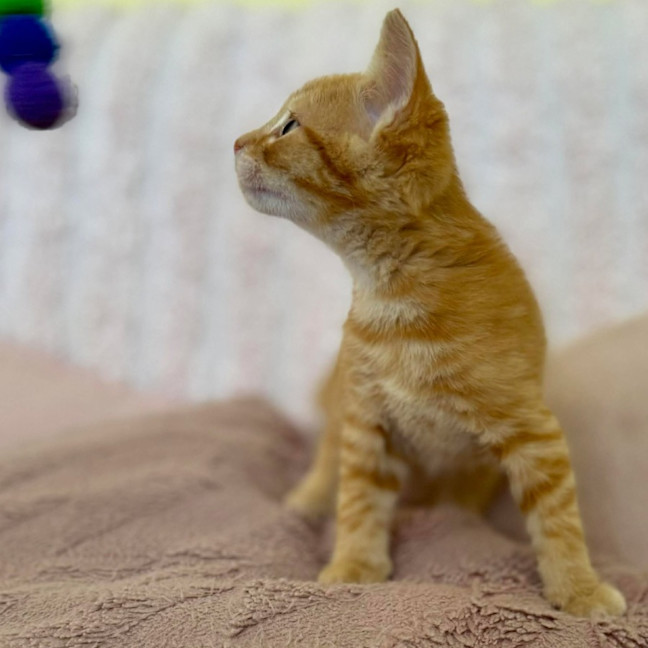 Photo of Harry   In Foster Care In Croydon