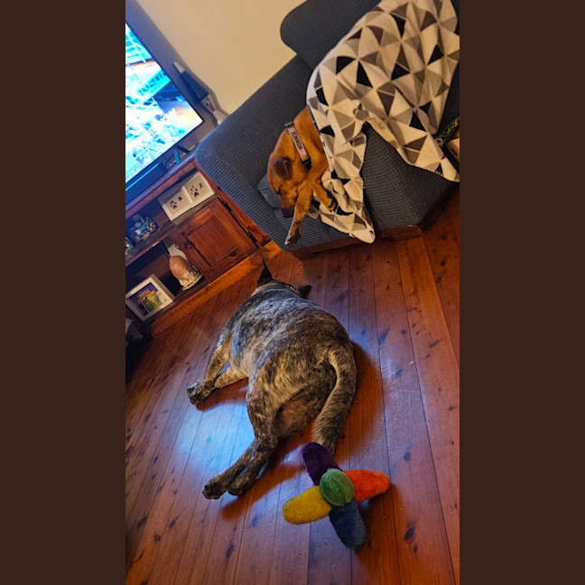 Photo of Odin   4 Year Old Cattle Dog