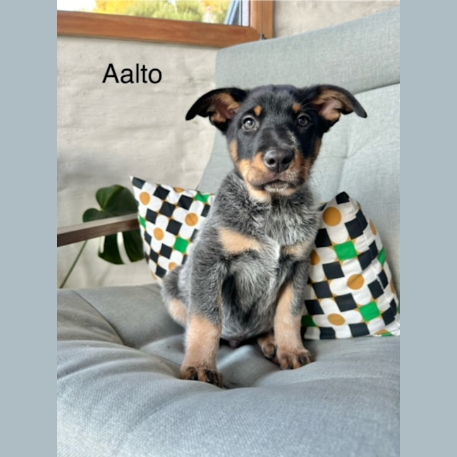Photo of Aalto
